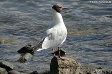 Lachmöwe (Chroicocephalus ridibundus) am Rhein bei Widdig