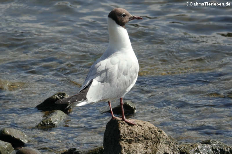 Chroicocephalus ridibundus