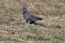 Stadttaube oder Straßentaube (Columba livia f. domestica) in Graurheindorf