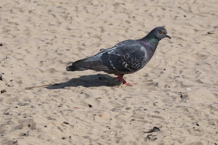 Columba livia f. domestica