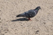 Stadttaube oder Straßentaube (Columba livia f. domestica) in Graurheindorf