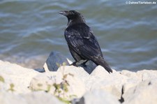 Rabenkrähe (Corvus corone corone) am Rhein bei Widdig