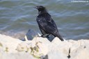 Corvus corone corone