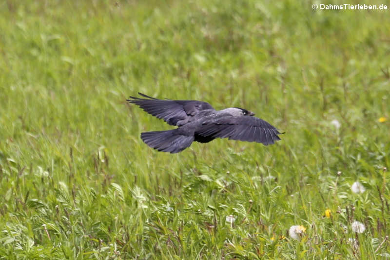 Westliche Dohle Coloeus monedula spermologus-2