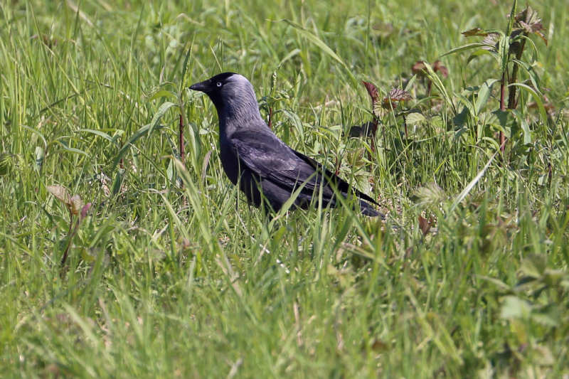 Westliche Dohle Coloeus monedula spermologus-1