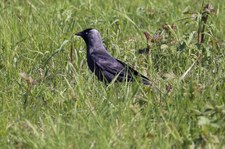 Dohle (Coloeus monedula spermologus) in Graurheindorf