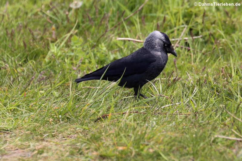 Westliche Dohle Coloeus monedula spermologus-3