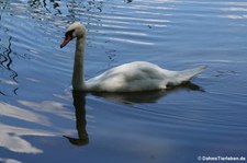 Höckerschwan (Cygnus olor) im Naturschutzgebiet Entenfang in Wesseling