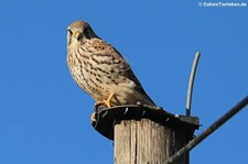 Turmfalke (Falco tinnunculus tinnunculus) in Graurheindorf