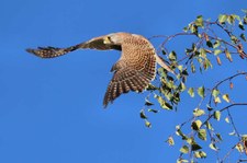 Turmfalke (Falco tinnunculus tinnunculus) am Rhein bei Graurheindorf