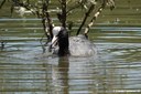 Fulica atra atra