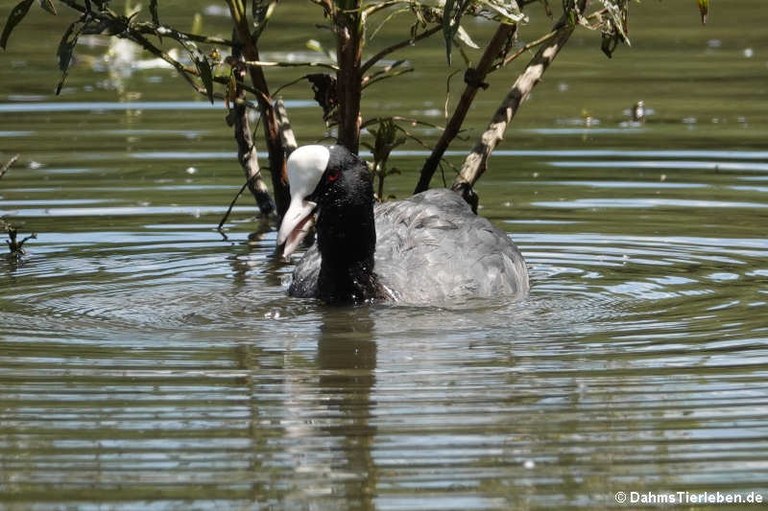 Fulica atra atra