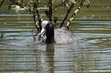 Blässralle oder Blässhuhn (Fulica atra atra) im Naturschutzgebiet Entenfang in Wesseling