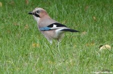 Eichelhäher (Garrulus glandarius glandarius) in Wesseling