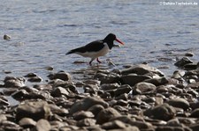 Austernfischer (Haematopus ostralegus ostralegus) am Rhein bei Wesseling