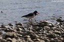 Haematopus ostralegus