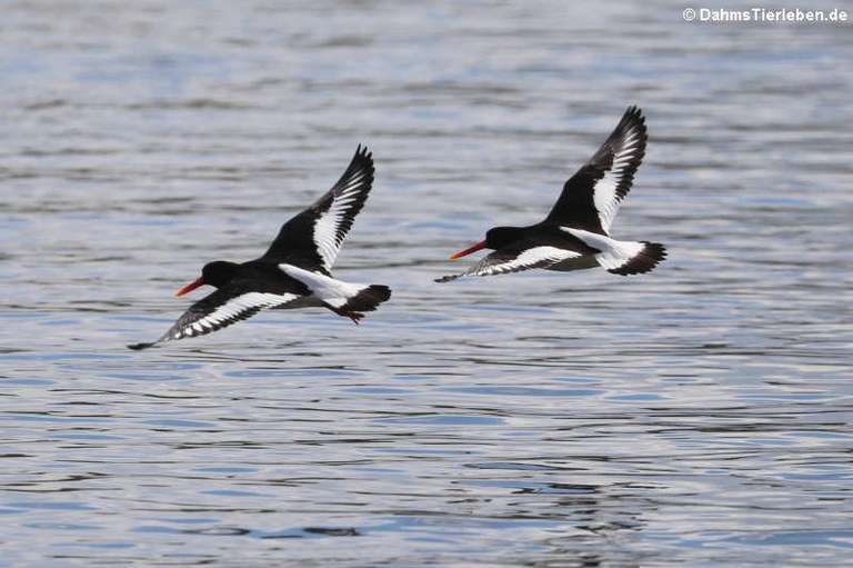 Haematopus ostralegus