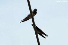 Rauchschwalben (Hirundo rustica rustica) in Bornheim (Rheinland)