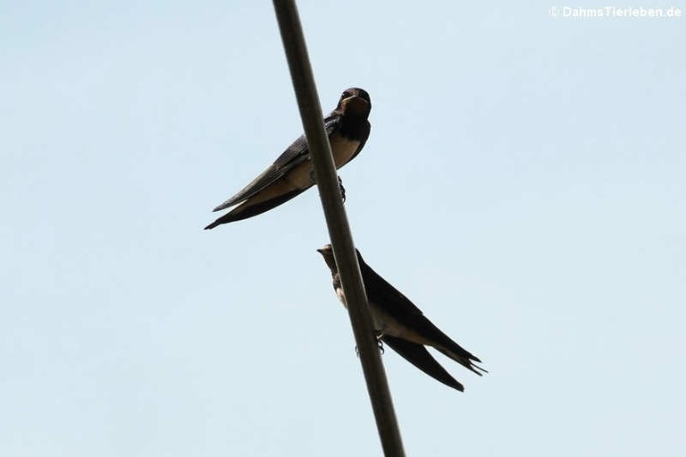 Hirundo rustica rustica