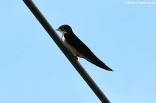 Rauchschwalbe (Hirundo rustica rustica) in Bornheim (Rheinland)