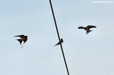 Rauchschwalben (Hirundo rustica rustica) in Bornheim (Rheinland)