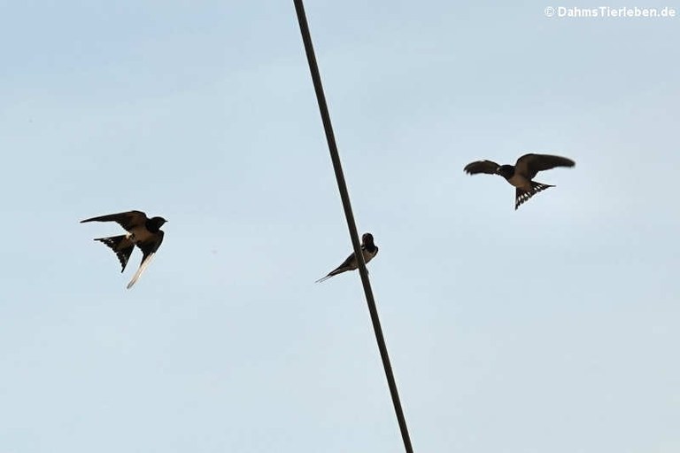 Hirundo rustica rustica