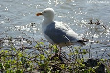 Junge Silbermöwe (Larus argentatus argenteus) am Rhein bei Widdig