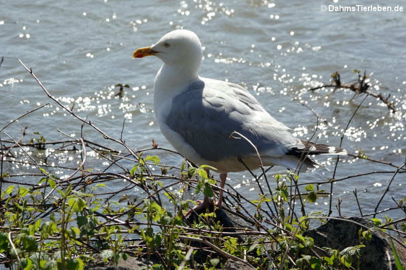 Larus argentatus argenteus-2