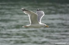 Silbermöwe (Larus argentatus argenteus) am Rhein bei Widdig