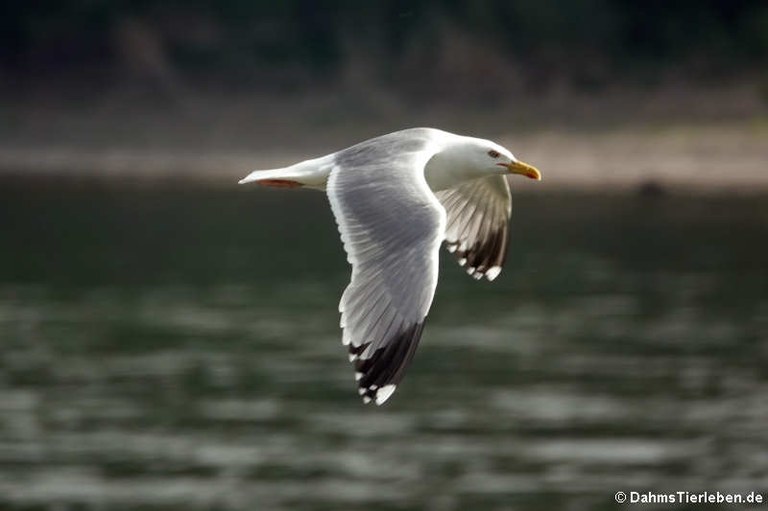 Larus argentatus argenteus