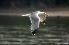 Silbermöwe (Larus argentatus argenteus) am Rhein bei Widdig