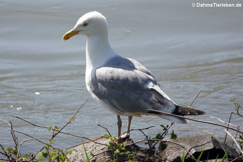 Larus argentatus argenteus-5
