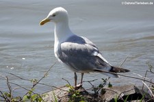 Silbermöwe (Larus argentatus argenteus) am Rhein bei Widdig