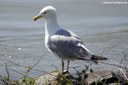 Larus argentatus argenteus