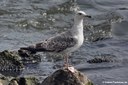 Larus argentatus argenteus