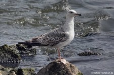 Junge Silbermöwe (Larus argentatus argenteus) am Rhein bei Widdig