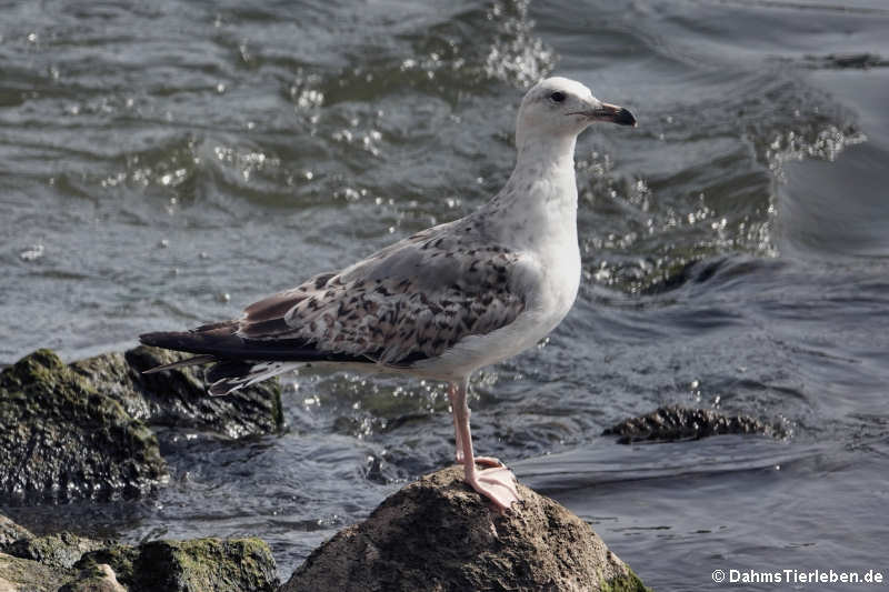 Larus argentatus argenteus