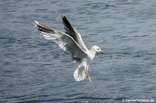 Larus canus canus-7