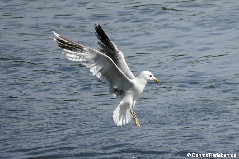 Larus canus