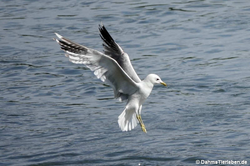 Larus canus