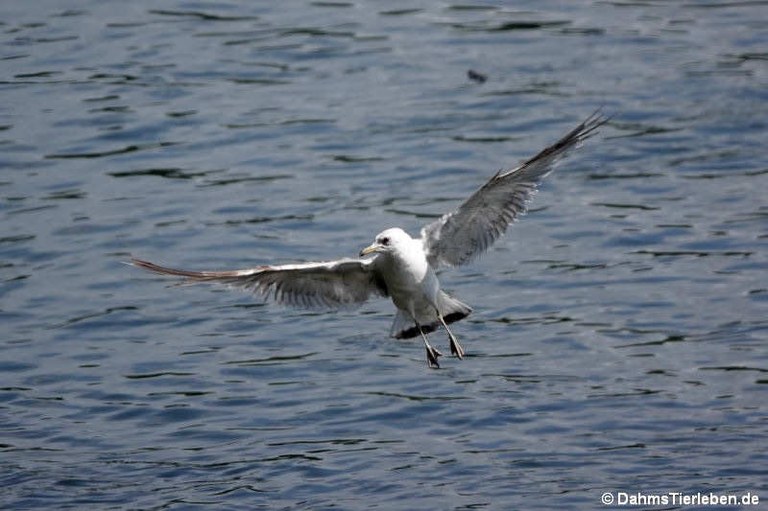 Larus canus