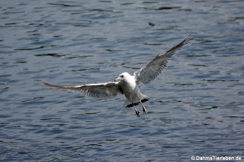 Larus canus