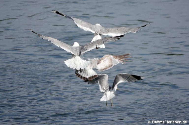 Larus canus
