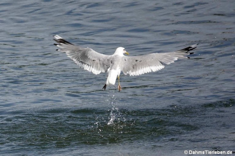 Larus canus