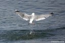 Larus canus
