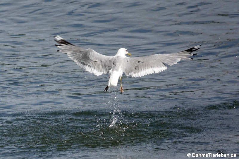Larus canus