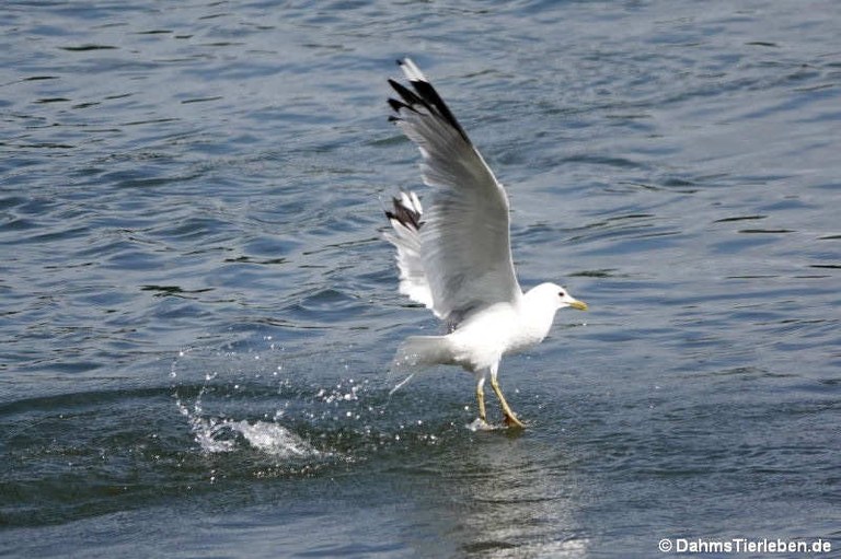 Larus canus