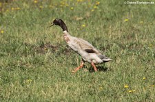 Laufente (Anas platyrhynchos domestica) in Widdig