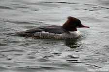 weiblicher Gänsesäger (Mergus merganser) im Rhein bei Widdig