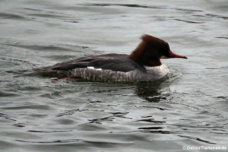 Mergus merganser